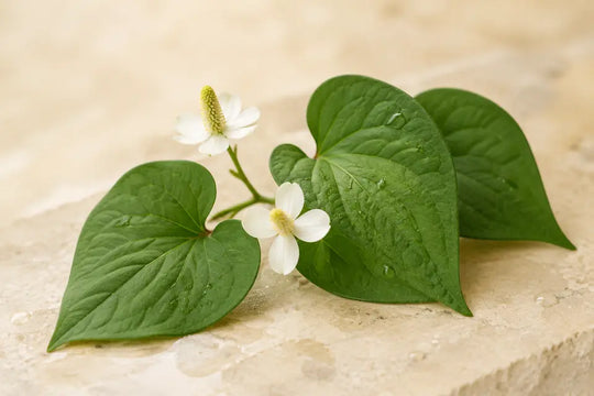 ANUA és Heartleaf – friss Heartleaf levelek és fehér virágok
