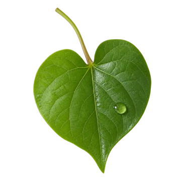Heartleaf – Houttuynia cordata levél