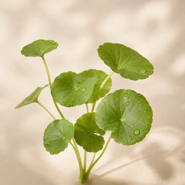 Centella asiatica – ázsiai gázló levelek