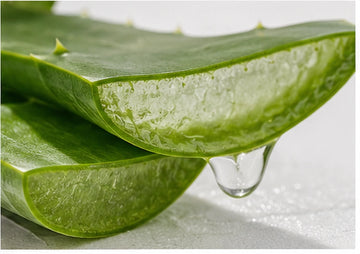 Aloe vera – Aloe Barbadensis