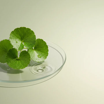 Centella Asiatica – ázsiai gázló