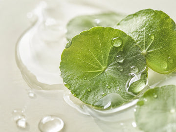Centella Asiatica – Cica