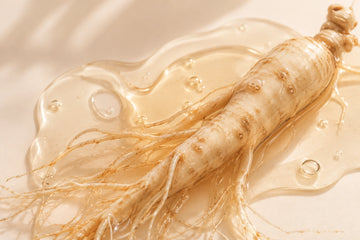 Ginzeng – Panax Ginseng