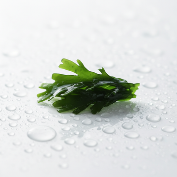 Ingredient 3 – Anastatica